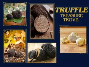 Truffles Canada