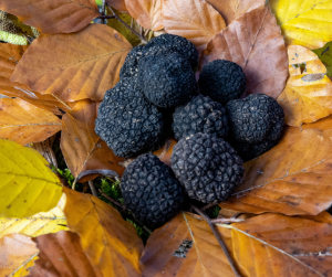 Burgundy Truffles