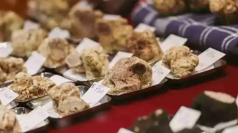 Alba Truffles - FAQ, Taste, Hunting, Pairing, Cost & Ordering