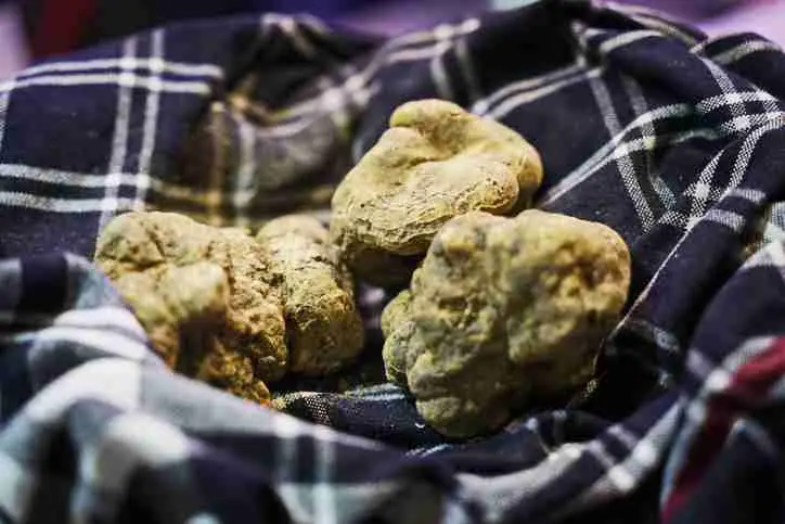 Truffle hunting tours in Alba, Italy are exciting. Can't go? Then try these truffles in your next meal. Click to buy in season from IHOC