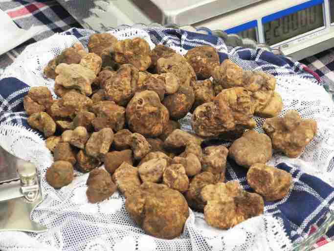 Truffle Types & Names - Flavour, Aroma, Looks, Recipes. Buy Here
